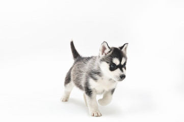 Siberian Husky Puppy