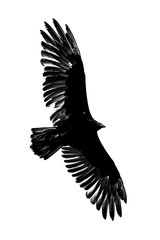 Turkey Vulture