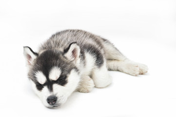 Siberian Husky Puppy