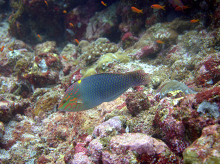 Colorful fish at the Komodo Islands