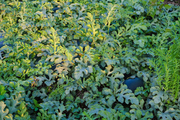 Growing watermelon farm field