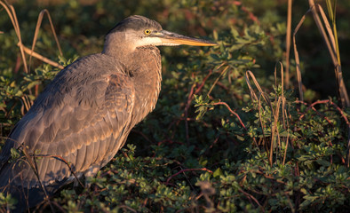 great blue heron