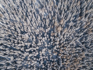 Top down aerial drone view of the snow-covered woods after a snowfall. Italian Alps