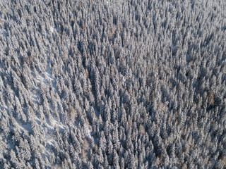 Top down aerial drone view of the snow-covered woods after a snowfall. Italian Alps
