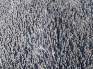 Top down aerial drone view of the snow-covered woods after a snowfall. Italian Alps