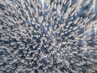 Top down aerial drone view of the snow-covered woods after a snowfall. Italian Alps