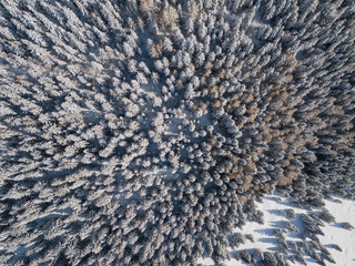Top down aerial drone view of the snow-covered woods after a snowfall. Italian Alps