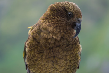 crazy bird