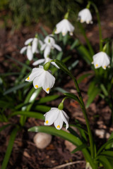 weiße Frühlingsknoten Blume im Garten als Nahaufnahme