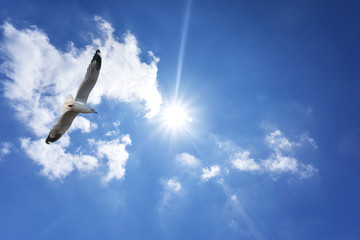 Fototapeta na wymiar White seagull flying soaring in the blue sky with cloud and sun 