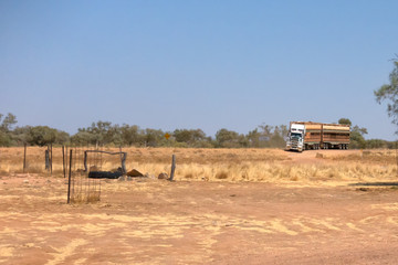 Road train loaded with cattle arrives at a rest area near Boulia in Outback Queensland