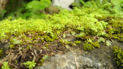 Green grass stock photos