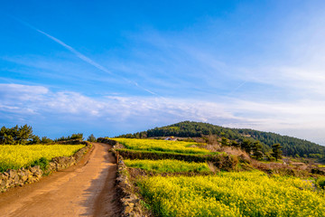 Fototapeta na wymiar Cheongsando Island is a beautiful island where rapeseed flowers bloom in spring.