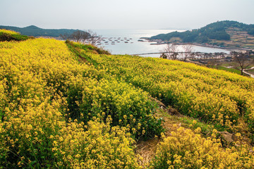 Fototapeta na wymiar Cheongsando Island is a beautiful island where rapeseed flowers bloom in spring.