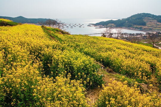 Cheongsando Island is a beautiful island where rapeseed flowers bloom in spring.