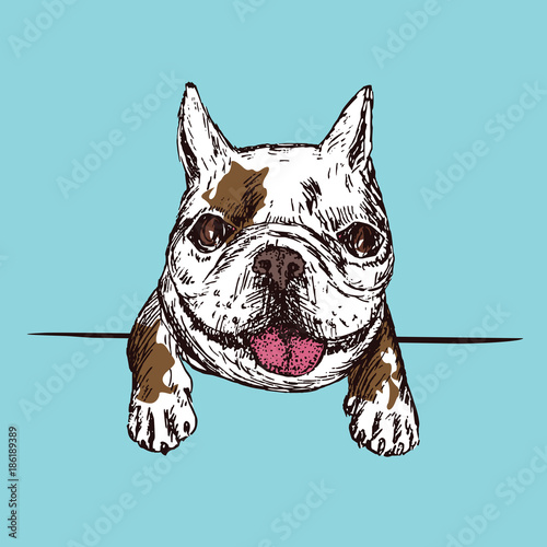Cute French Bulldog Doodle