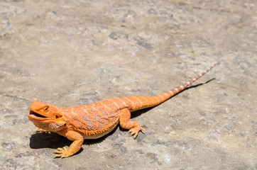 Bearded Dragon (Pogona Vitticeps) 