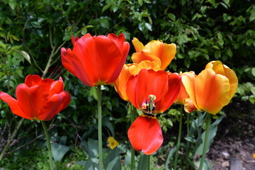 Spring Flowers (Vernal Flowers Fr&uuml;hlingsblumen): rose, hyacinth, narcissus, daffodil, apple blossom, tulip, forsythia