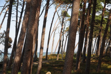 Dünenwald am Strand