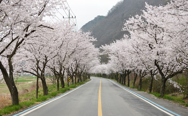 벚꽃이 핀 가로수길