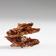 Walnut