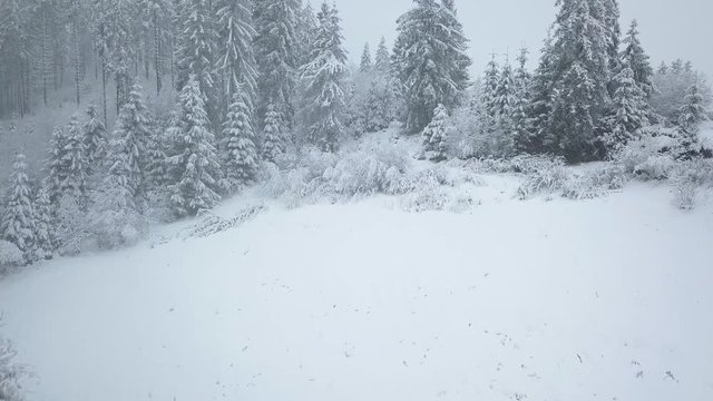 Flight Over Snowstorm In A Snowy Mountain Coniferous Forest, Uncomfortable Unfriendly Winter Weather.