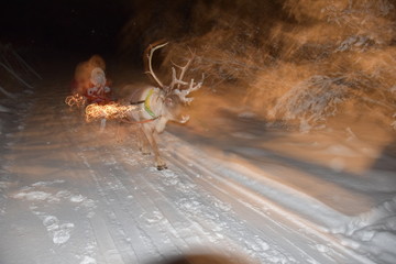 Santa Claus Reindeer Sleigh