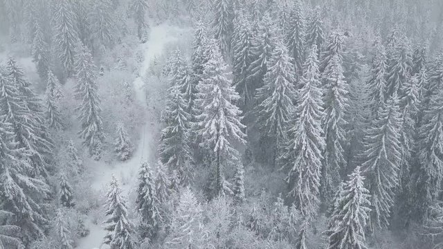 Flight over snowstorm in a snowy mountain coniferous forest, uncomfortable unfriendly winter weather.