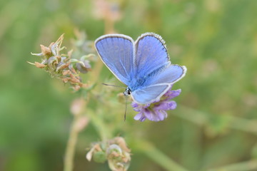 Papilon bleu