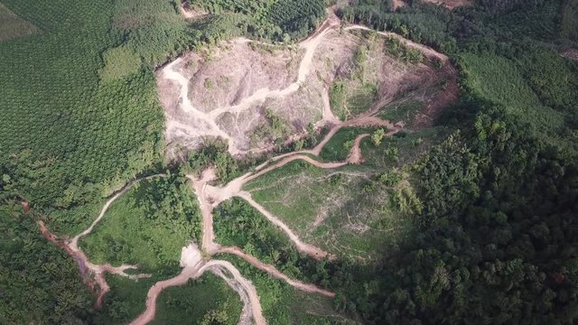 Deforestsaation. Environmental problem rainforest destroyed for palm oil plantations 