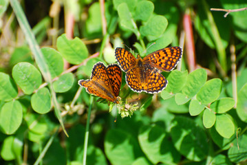 The heath fritillary (Melitaea athalia)Collecting nectar, Butterfly feeding in natural habitat