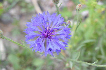 Fleur bleue