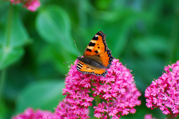 Fototapeta na wymiar Aglais urticae, Small Tortoiseshell butterfly on pink flowers, Beautiful natural background with butterfly in garden