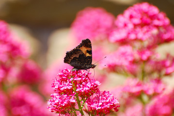 Aglais urticae, Small Tortoiseshell butterfly on pink flowers, Beautiful natural background with butterfly in garden