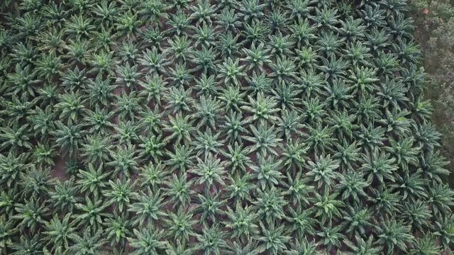 Oil palm plantation. Aerial footage of palm oil trees 