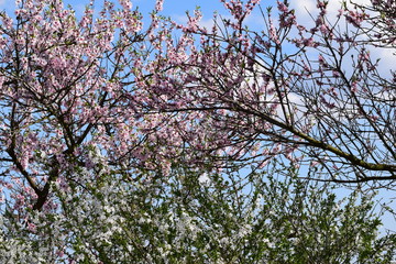 Mandelbl&uuml;te in Gimmeldingenn