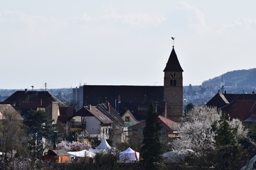 Mandelbl&uuml;te in Gimmeldingenn