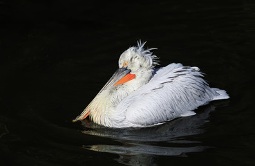  majestic bird Dalmatian Pelican white matter floating on the dark water in the Park