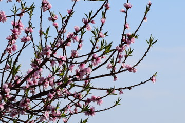 Mandelblüte in Gimmeldingenn
