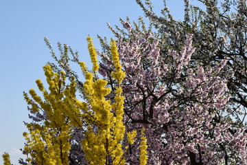 Mandelbl&uuml;te in Gimmeldingenn