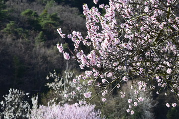 Mandelbl&uuml;te in Gimmeldingenn