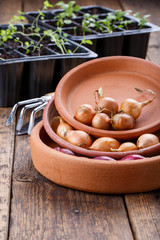Small bulbs of red and yellow onion sets ready to planting.