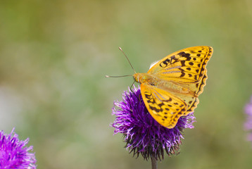 Argynnis pandora - Cardinal cloak butterfly on a flower in meadow. Butterfly in natural habitat