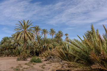 The palmeriaie (oasis) of Skoura