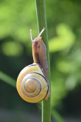 escargot jaune © Elsa