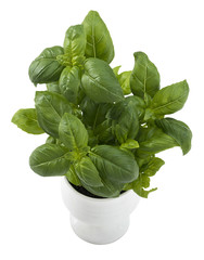 Growing young basil plants in white ceramic container isolated on white top view