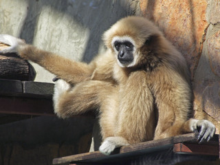 A young lar gibbon ape, Hylobates lar, is sitting and holding with two hands and a foot. A monkey has black snout, light hair and very long hands.