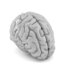  human brain. 3D illustration. Isolated. Contains clipping path