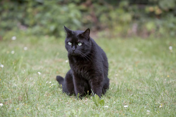 Naklejka na ściany i meble Schwarze Katze im Garten