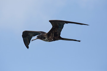Fregattvogel in der Karibik